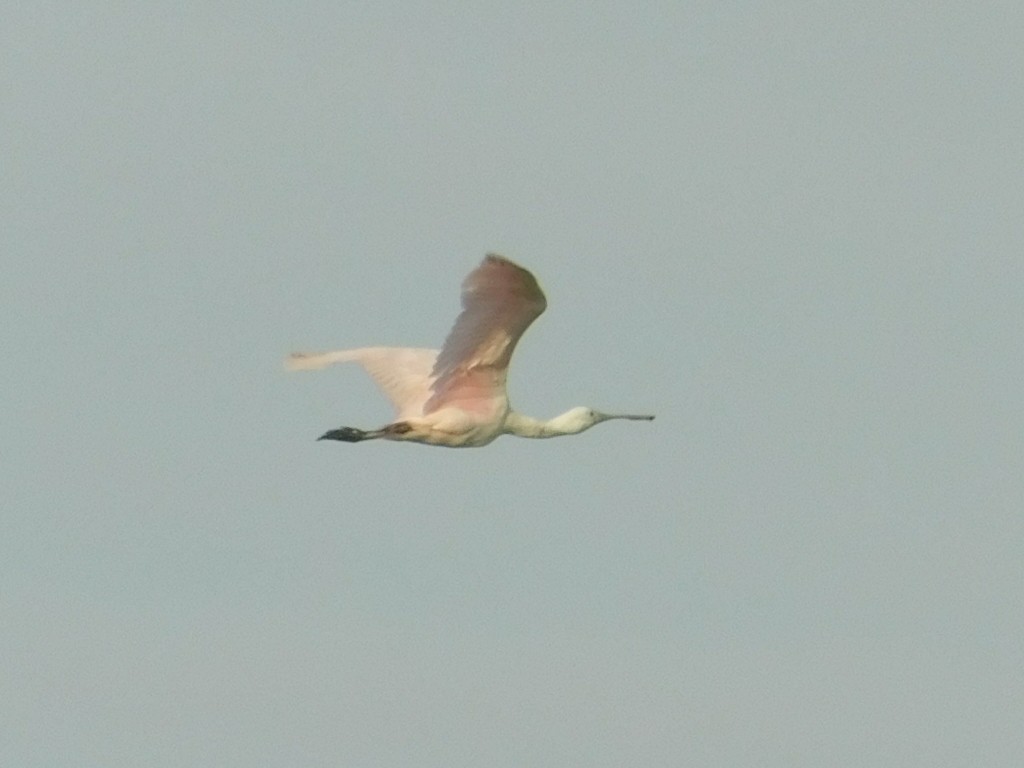 Roseate Spoonbill - Ezekiel Dobson