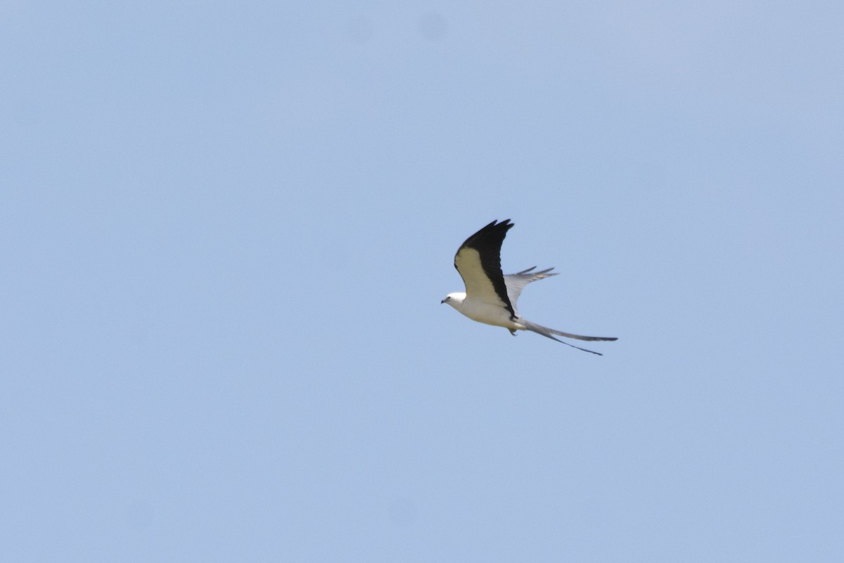 Swallow-tailed Kite - ML156602571