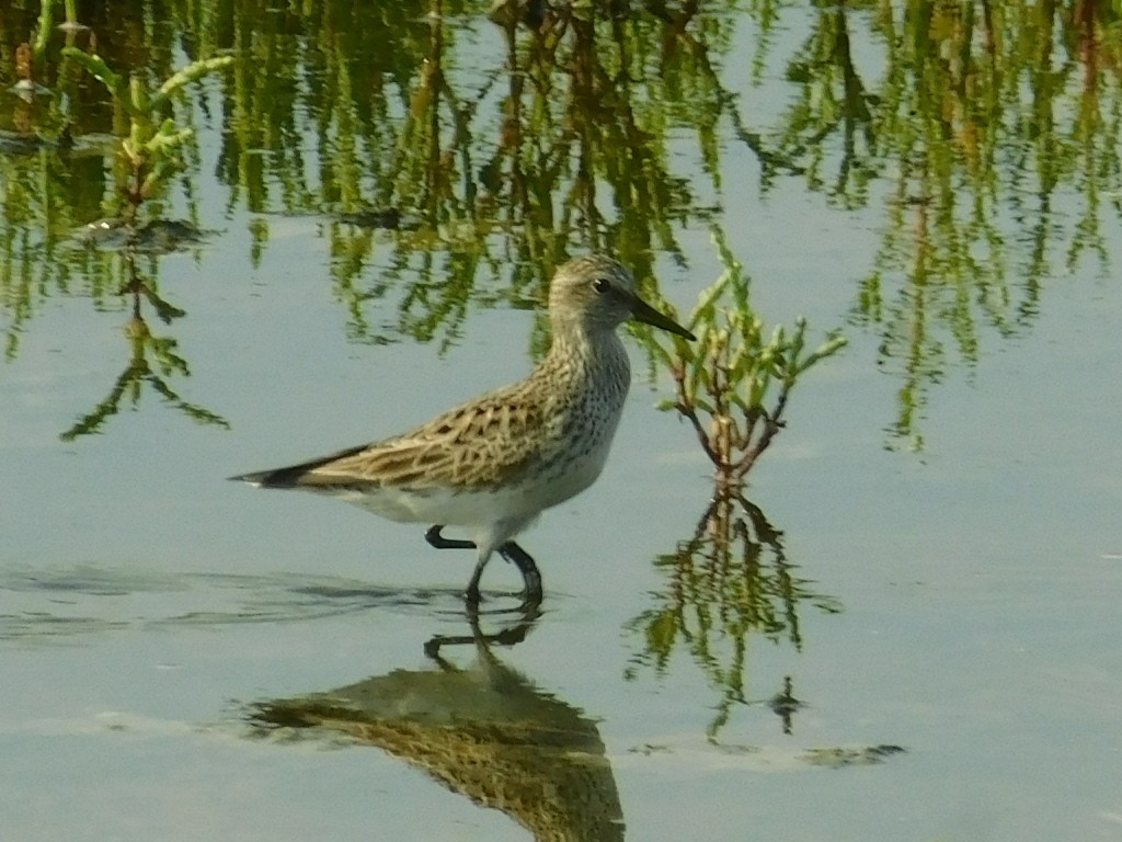 White-rumped Sandpiper - Ezekiel Dobson