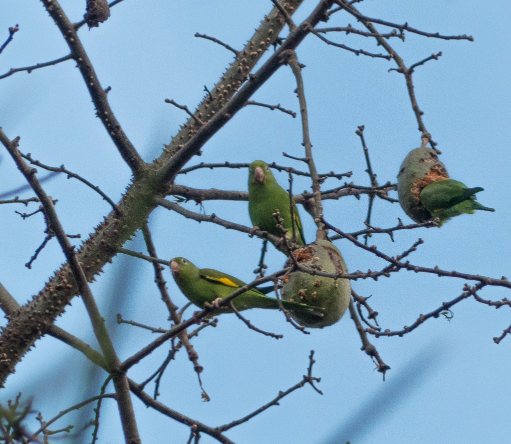 Yellow-chevroned Parakeet - ML156604331