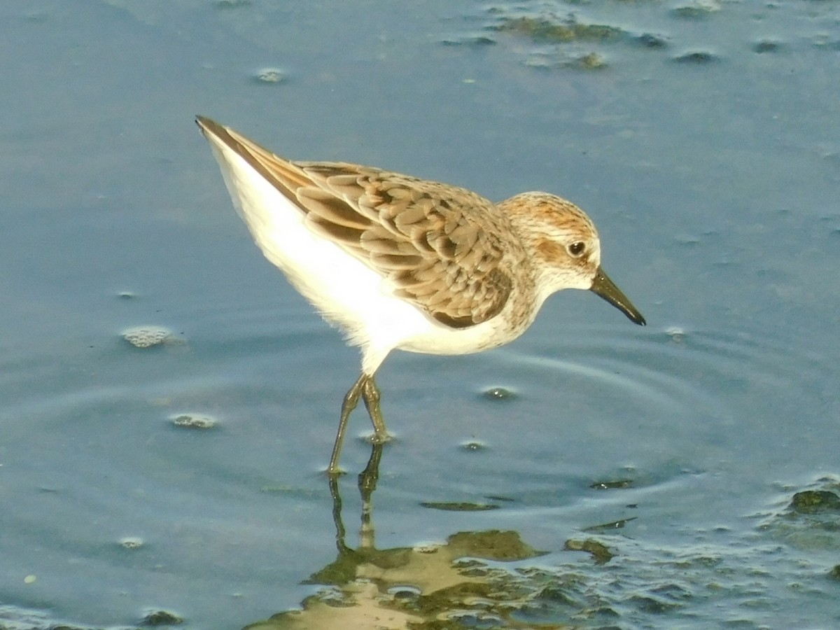 Sandstrandläufer - ML156604451