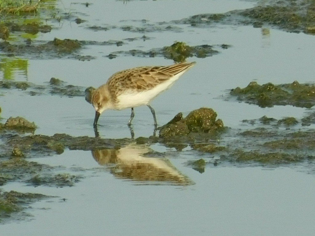 Semipalmated Sandpiper - Ezekiel Dobson