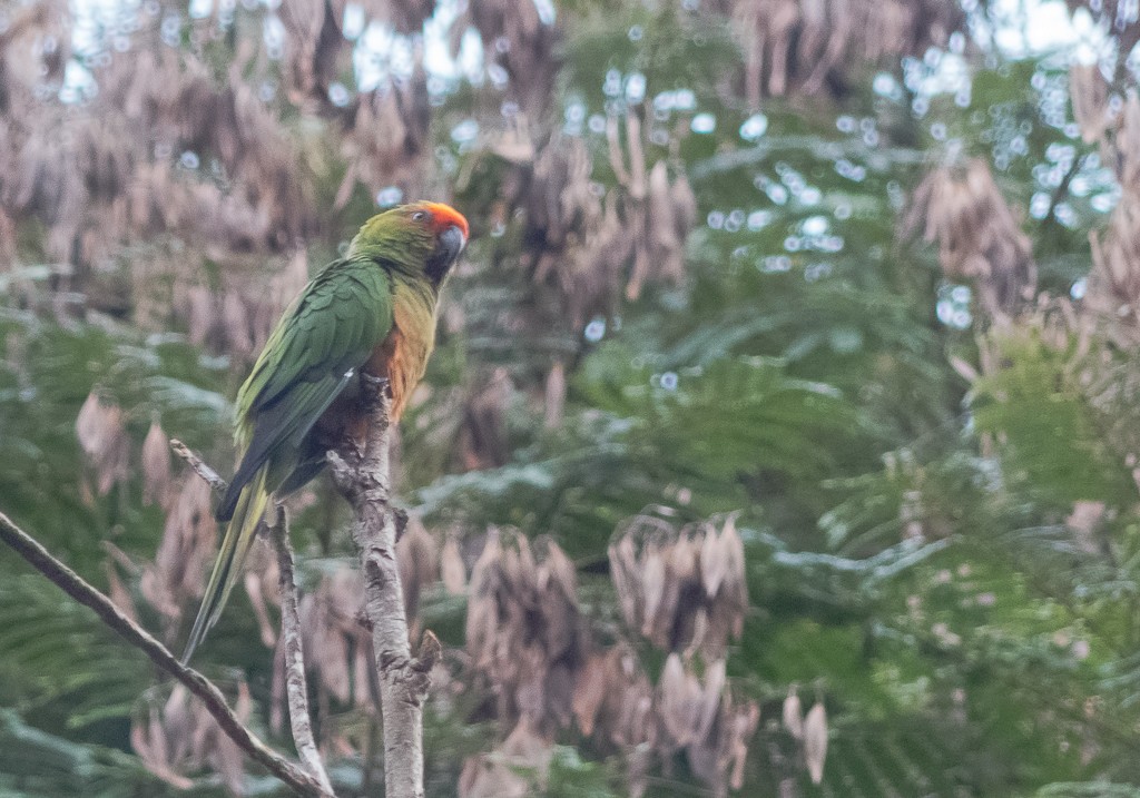 Golden-capped Parakeet - ML156604631