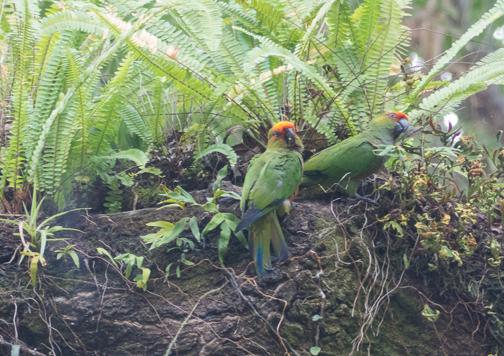 Golden-capped Parakeet - ML156604641