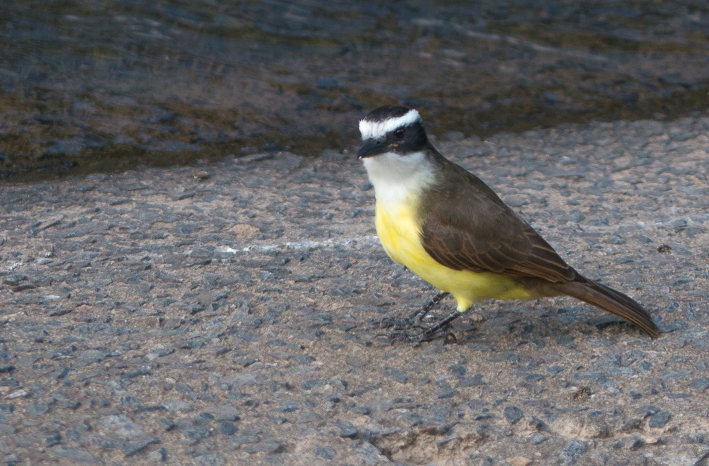 Great Kiskadee - ML156604881