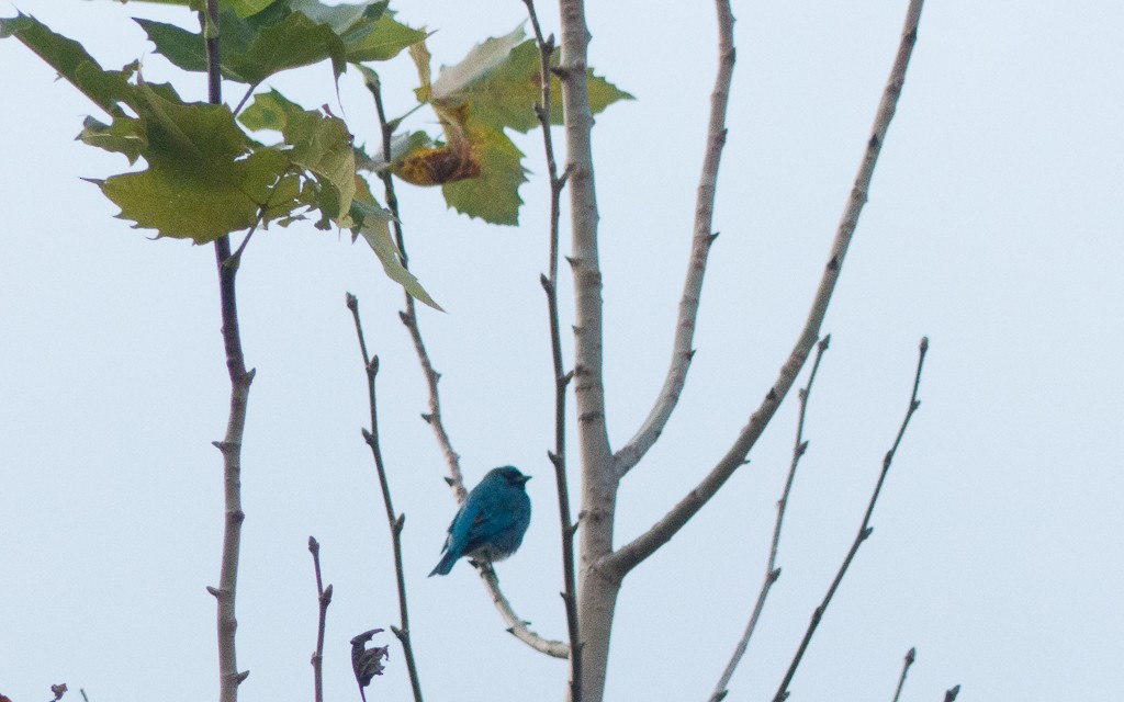 Swallow Tanager - ML156604971