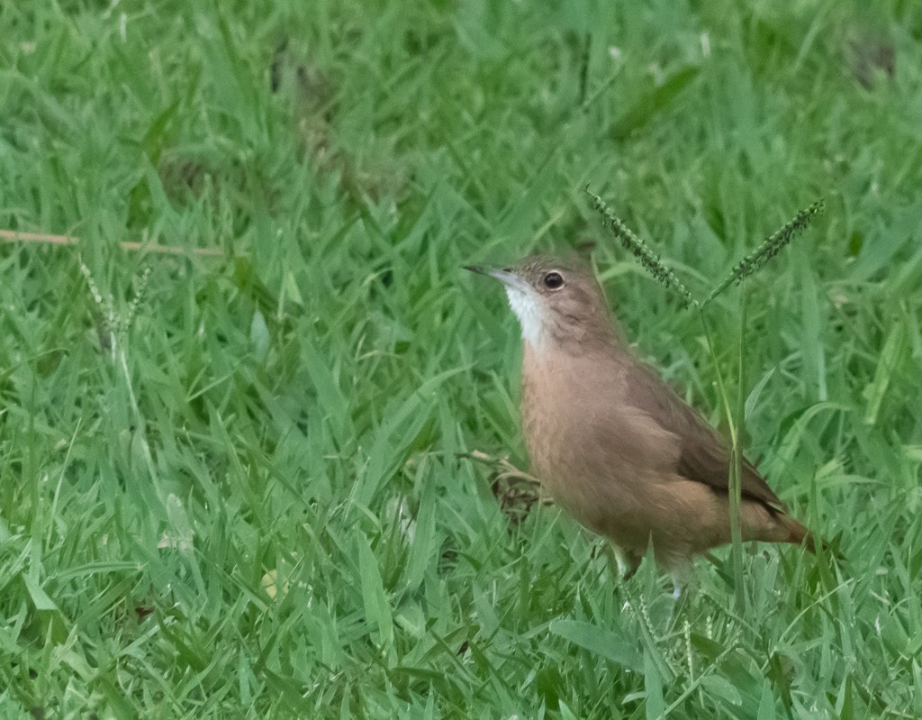 Rufous Hornero - ML156605111