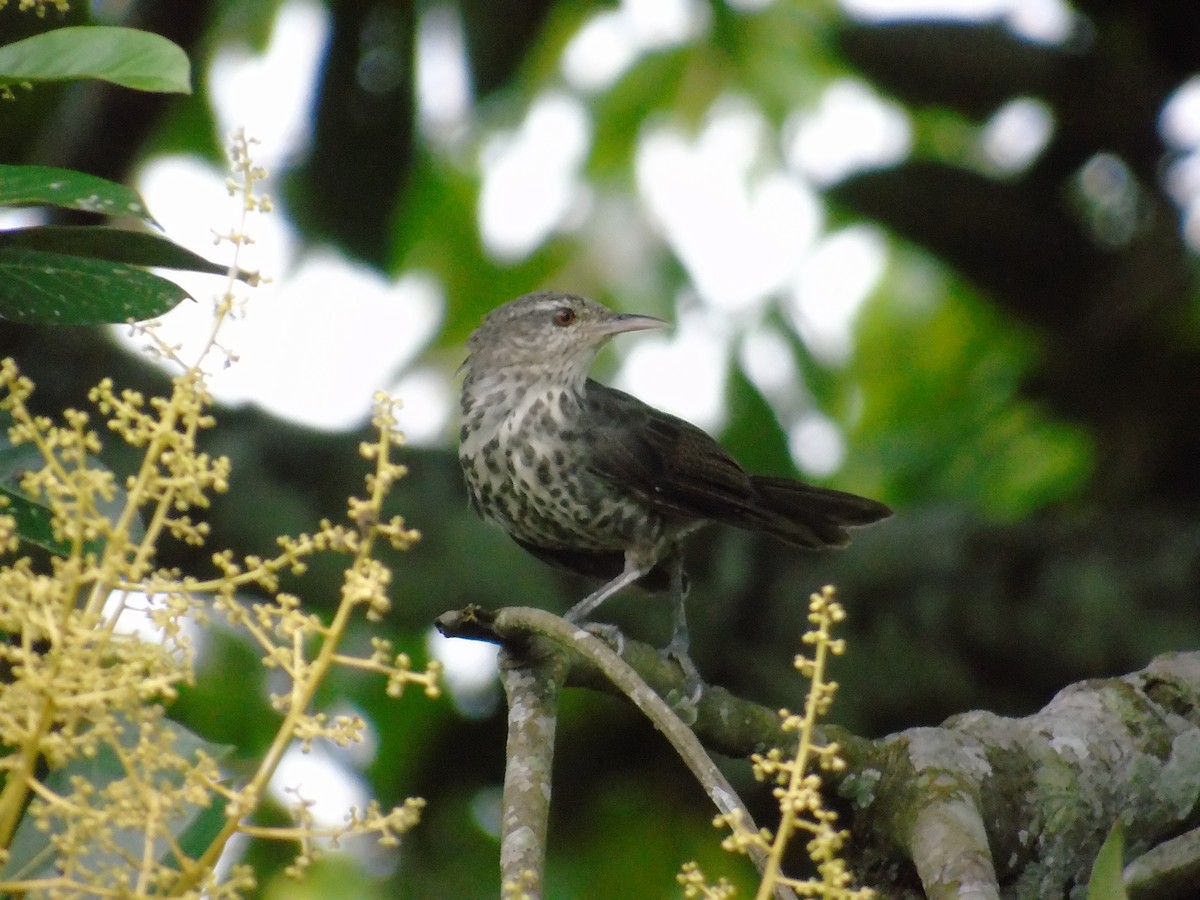 Thrush-like Wren - ML156605281