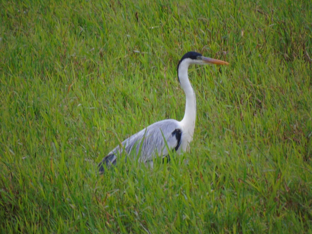 Garza Cuca - ML156607991