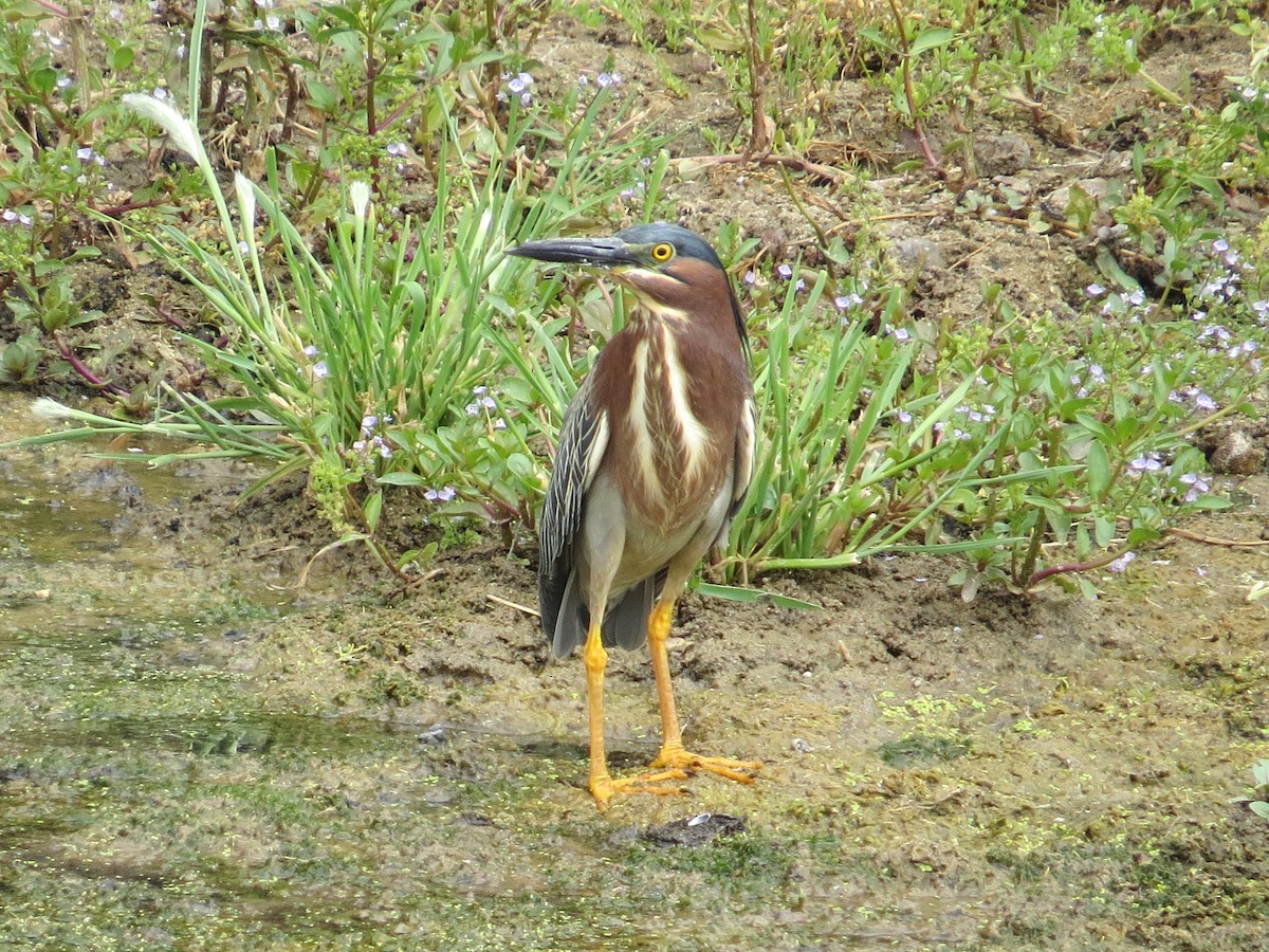 Green Heron - Vincent Maglio