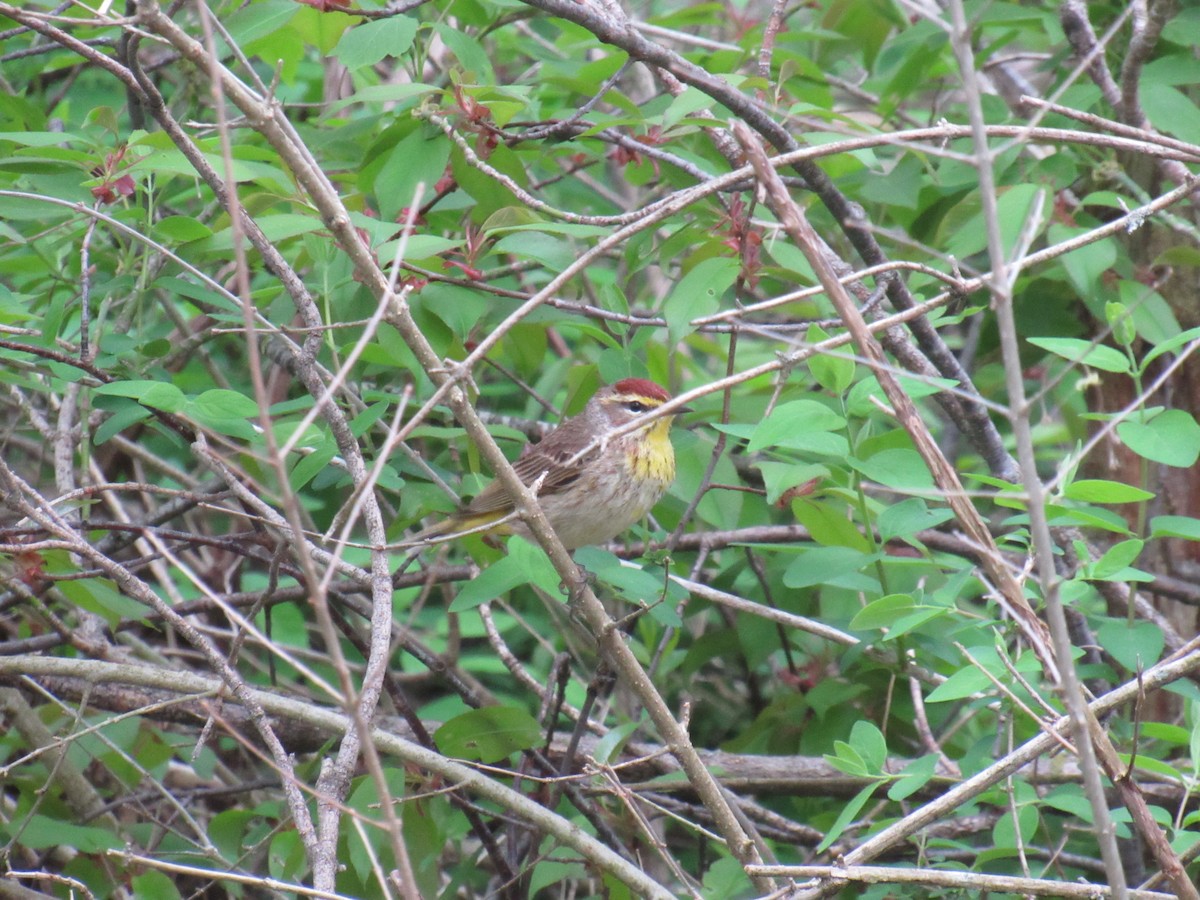 Palm Warbler - ML156610241