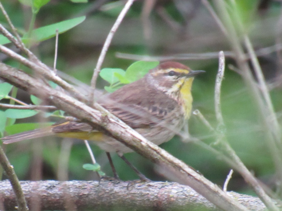 Palm Warbler - ML156610251
