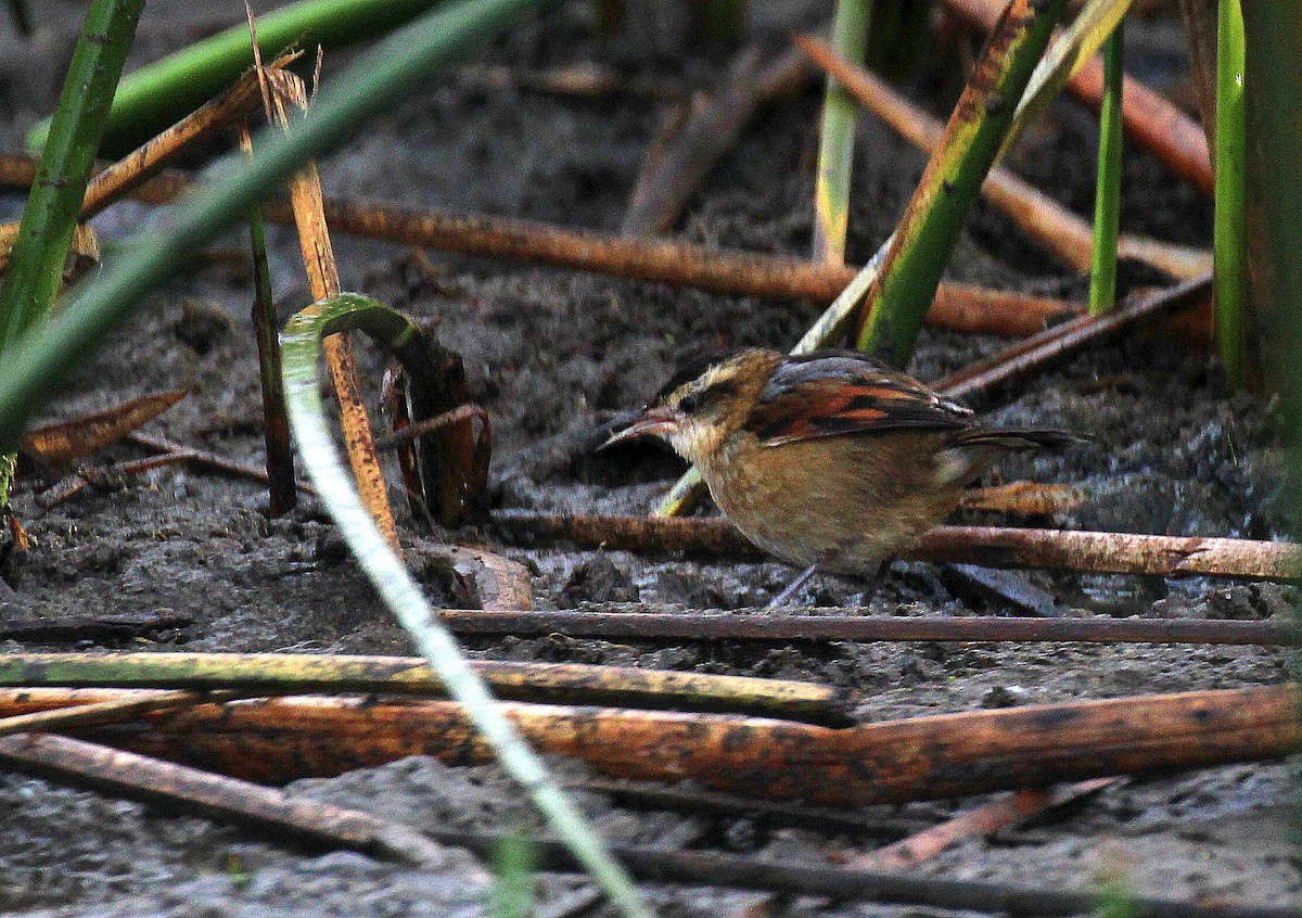 Wren-like Rushbird - ML156610521