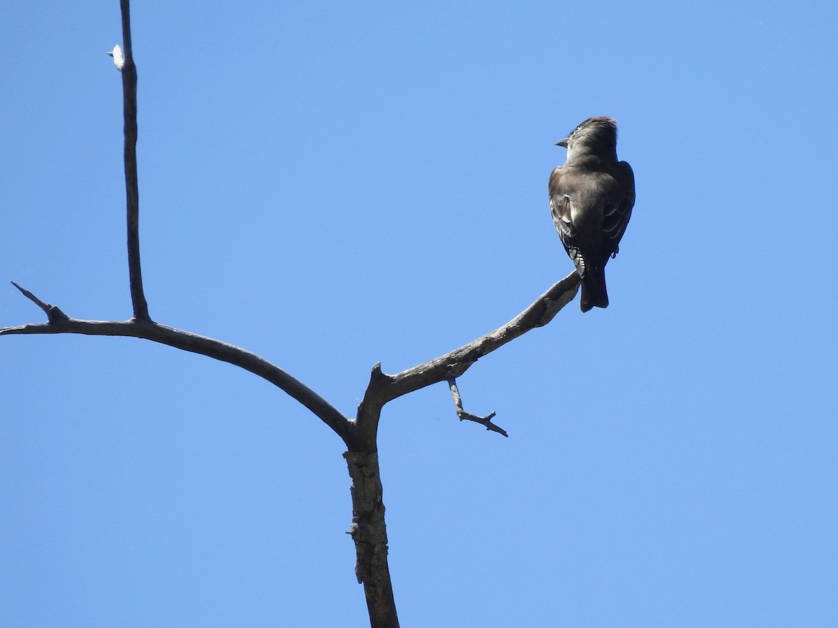 Olive-sided Flycatcher - Judith Ellyson