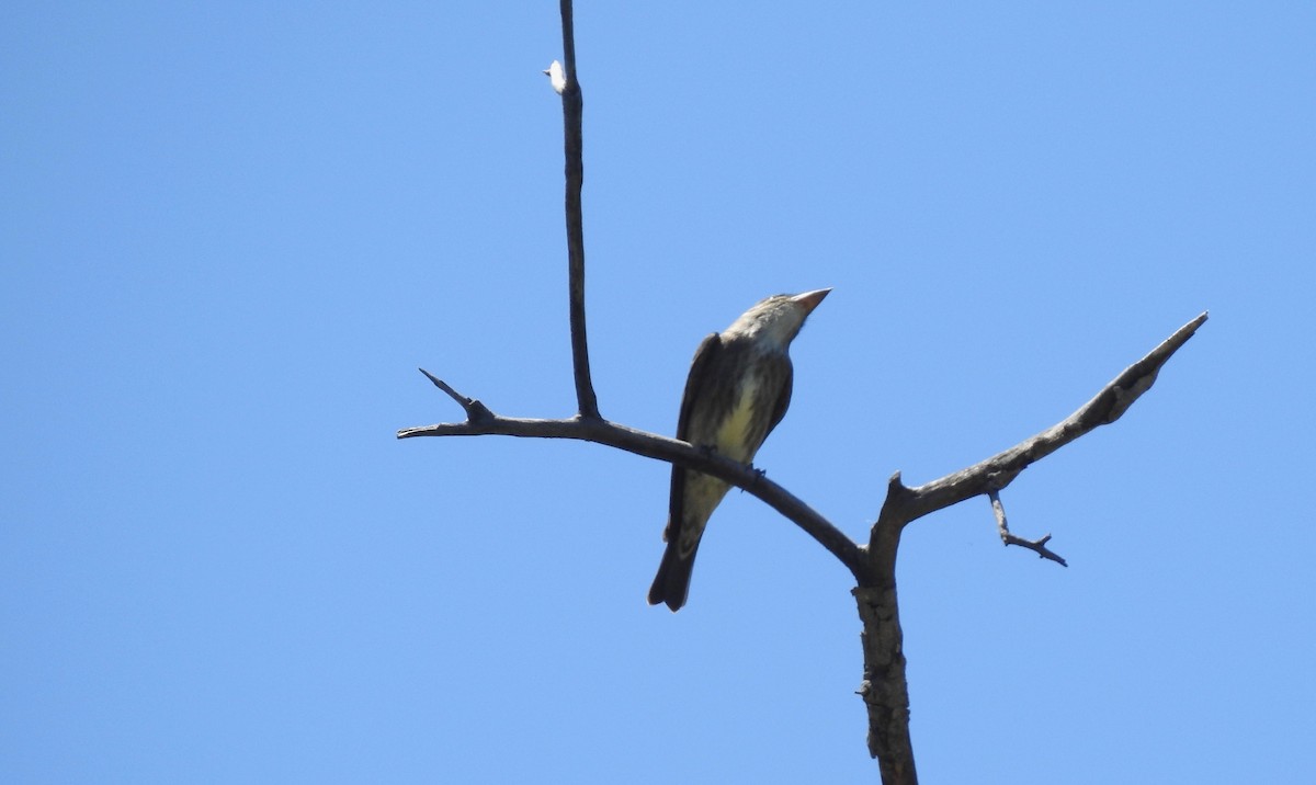 Olive-sided Flycatcher - Judith Ellyson