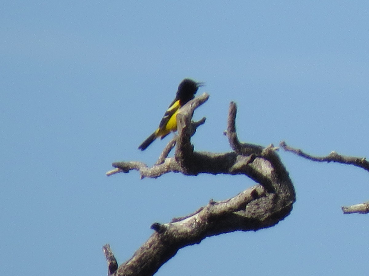 Oriole jaune-verdâtre - ML156613291