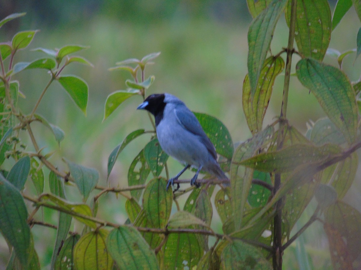 Black-faced Tanager - ML156613461