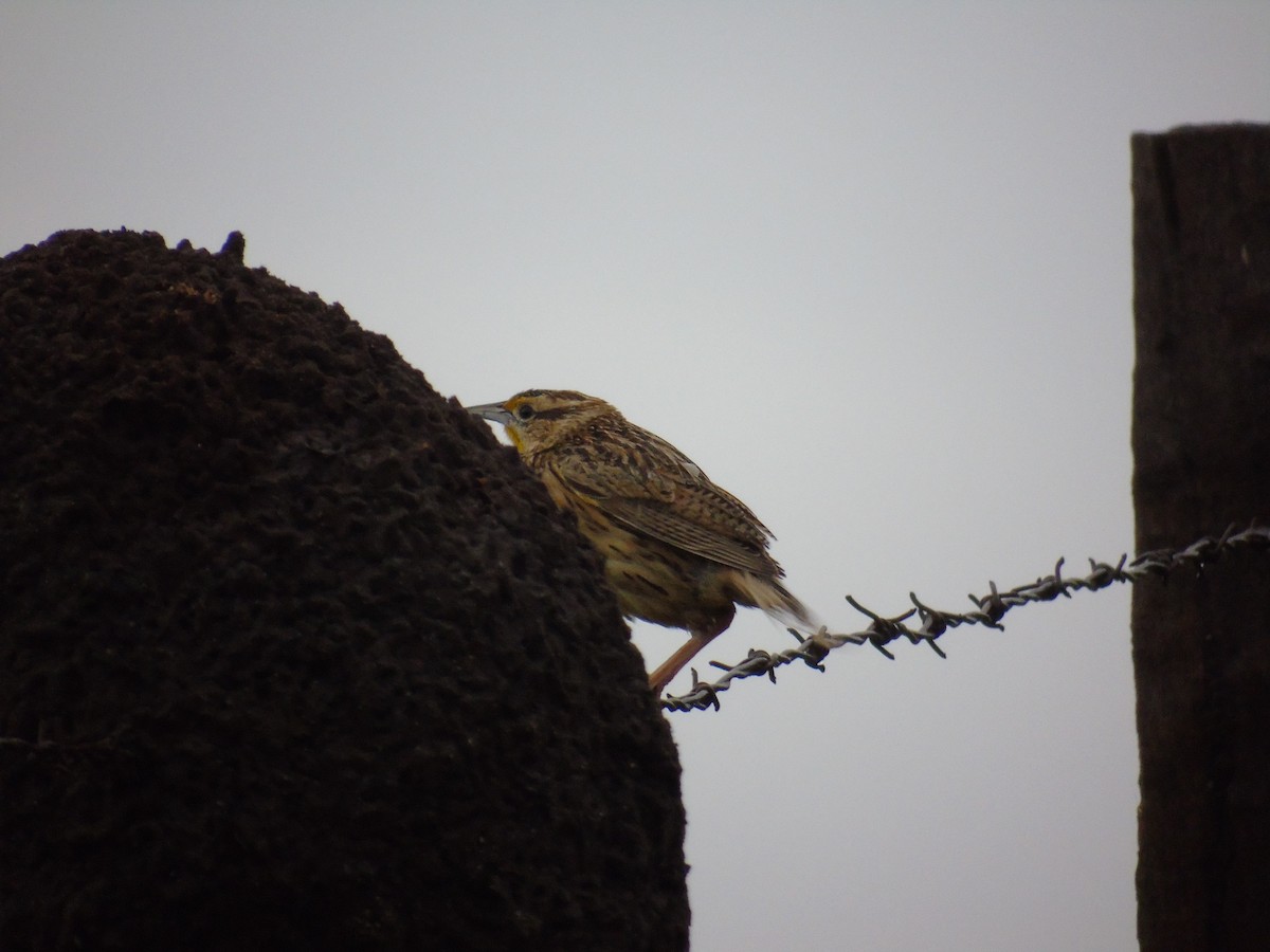 Eastern Meadowlark - ML156613701