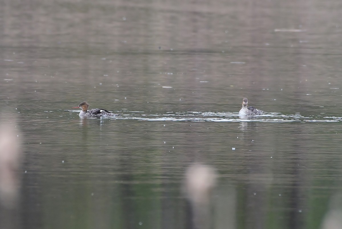 Red-breasted Merganser - Robert Howard