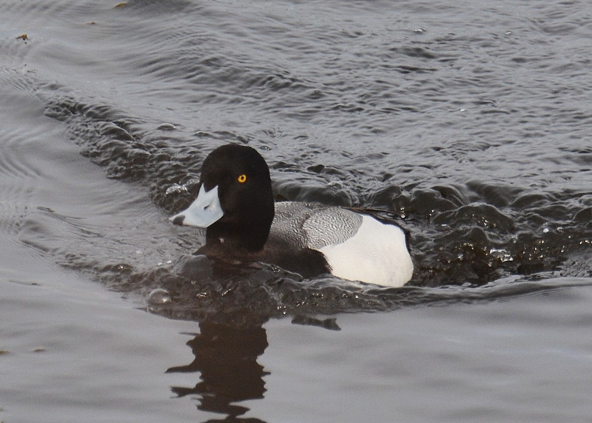 Greater Scaup - ML156617261