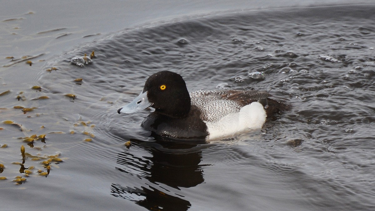 Greater Scaup - ML156617331