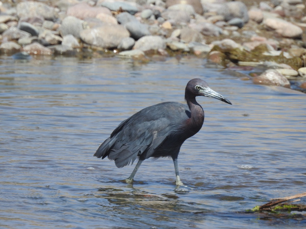 Little Blue Heron - Jhonson Klever Vizcarra Romero