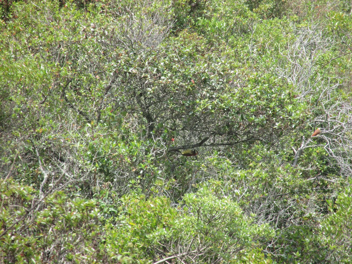 Crimson-mantled Woodpecker - karen  garcia