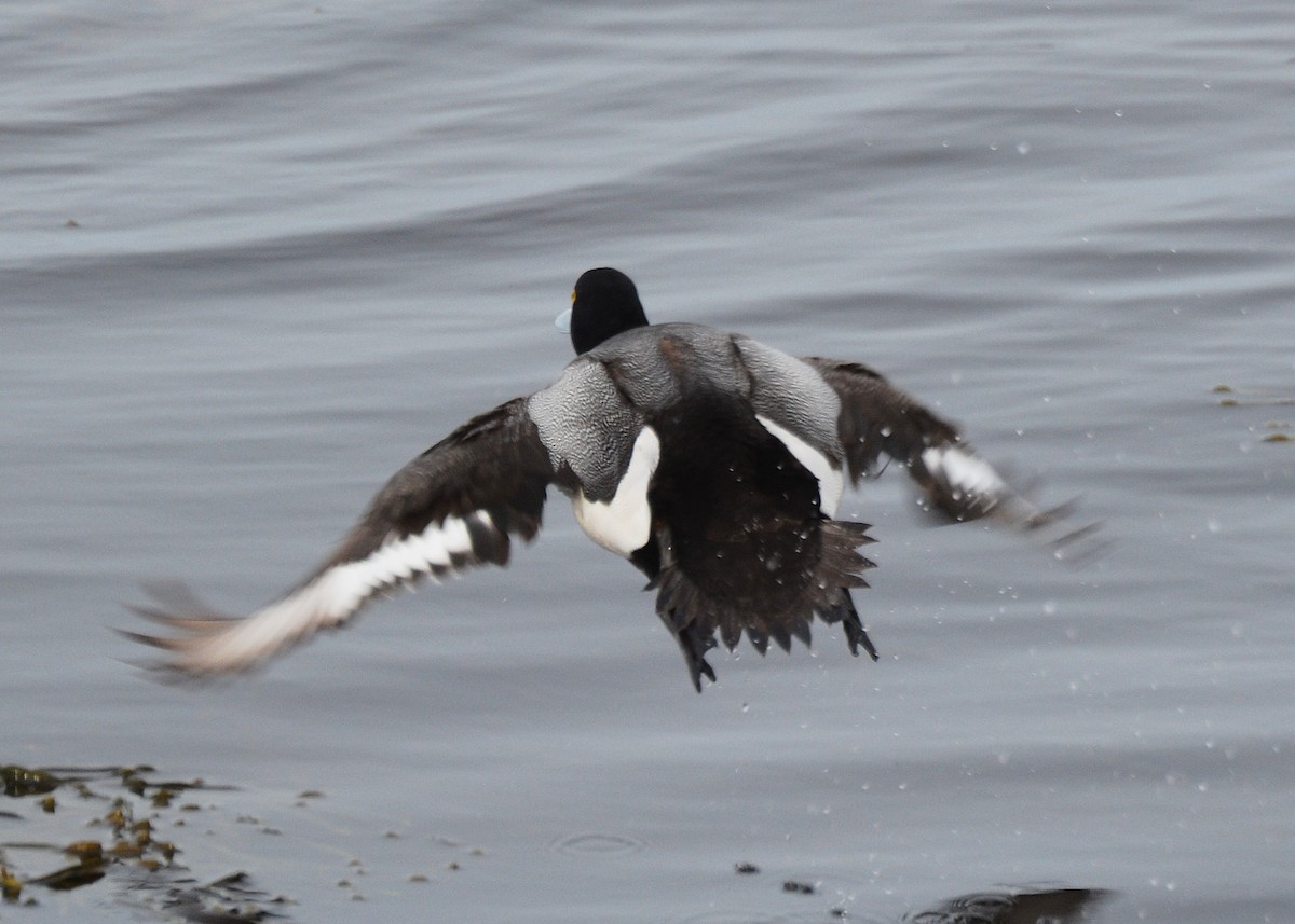Greater Scaup - ML156618921