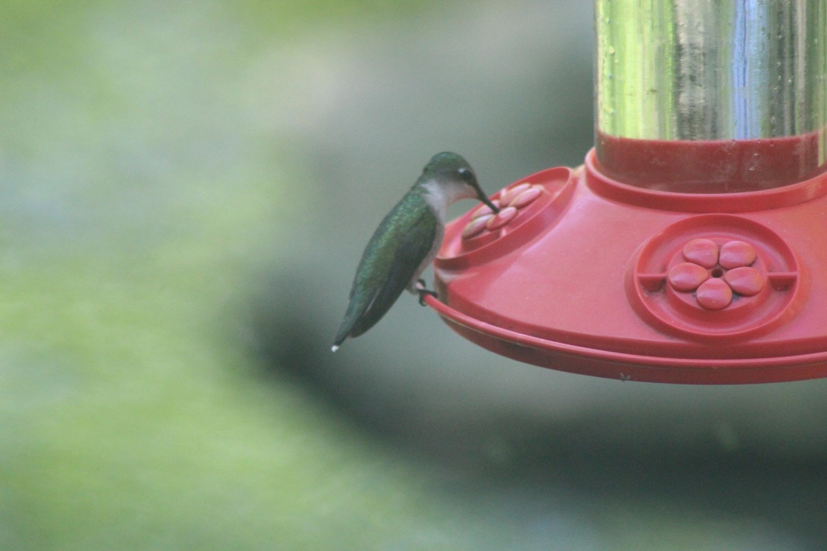 Ruby-throated Hummingbird - ML156619061