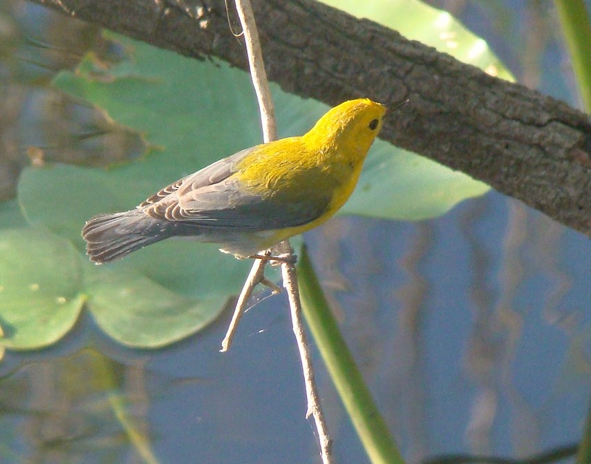 Prothonotary Warbler - ML156619191