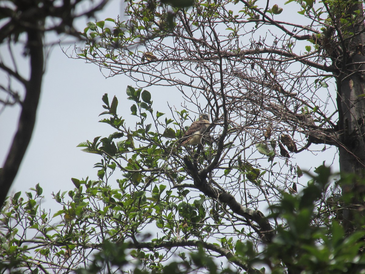 American Kestrel - ML156619291