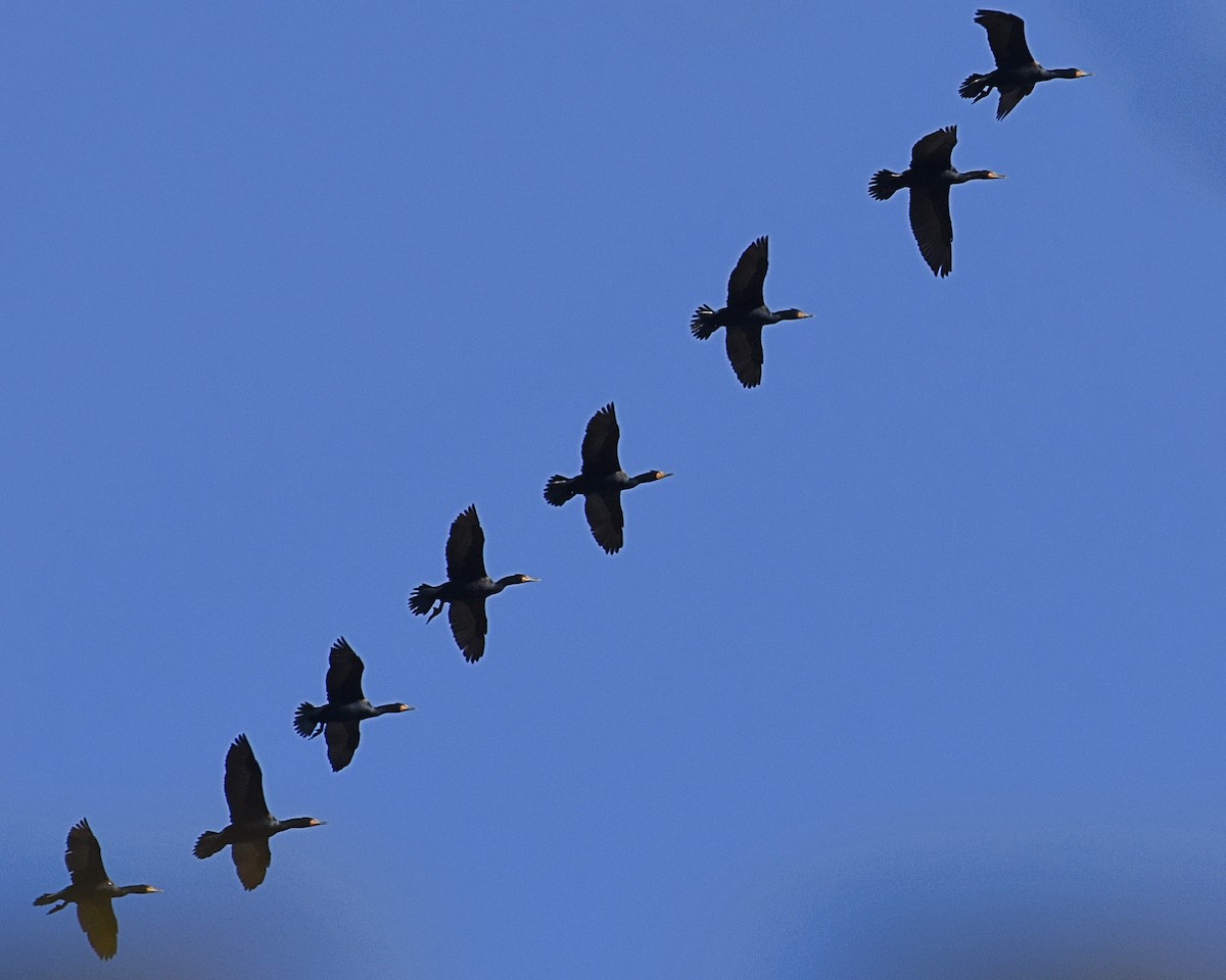 Cormoran à aigrettes - ML156619301