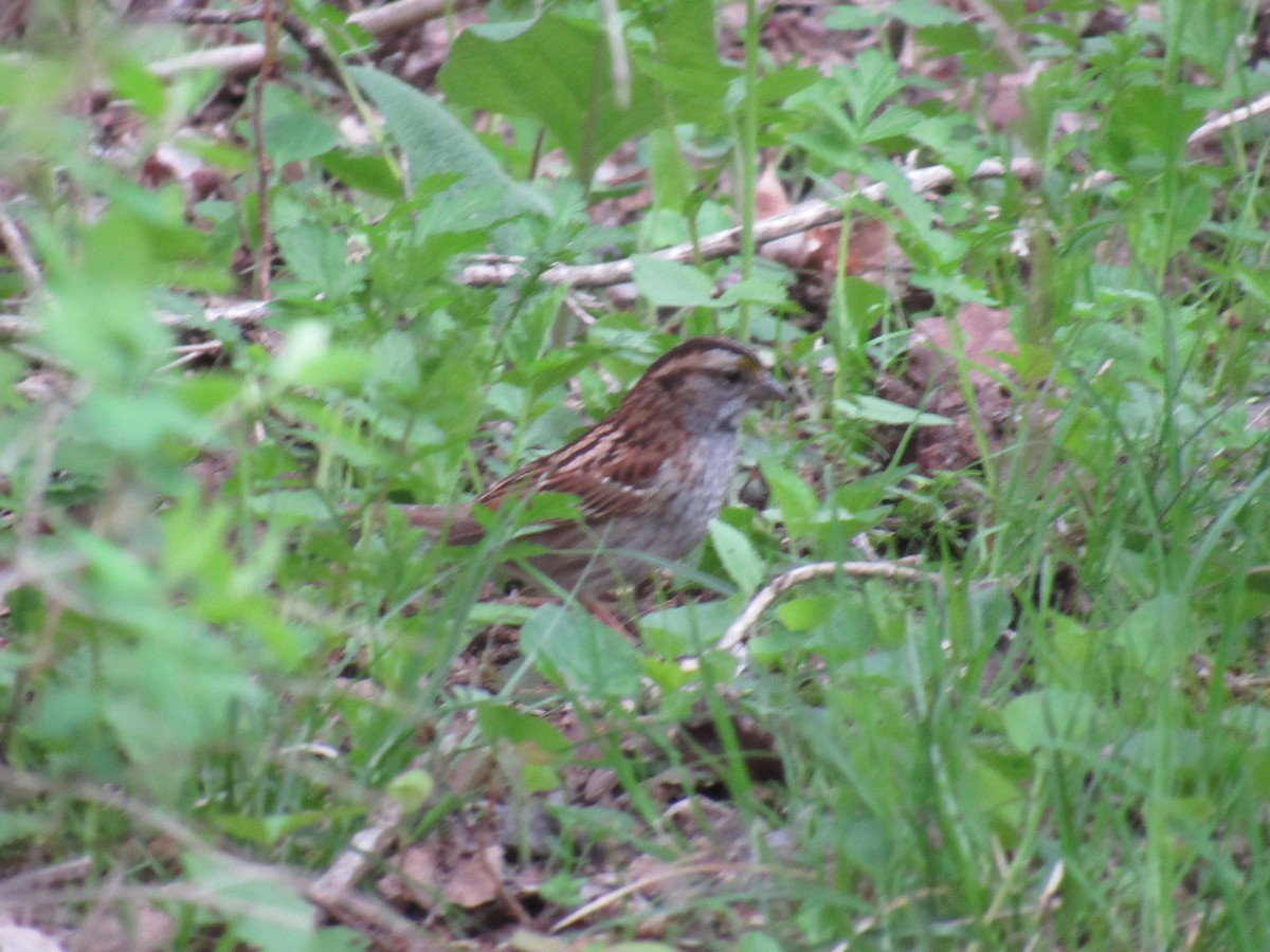 White-throated Sparrow - ML156620551