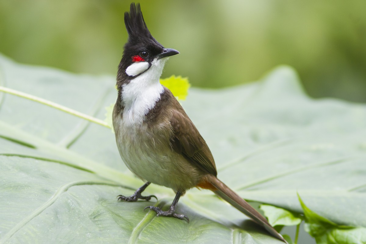 Red-whiskered Bulbul - Paul Hyde
