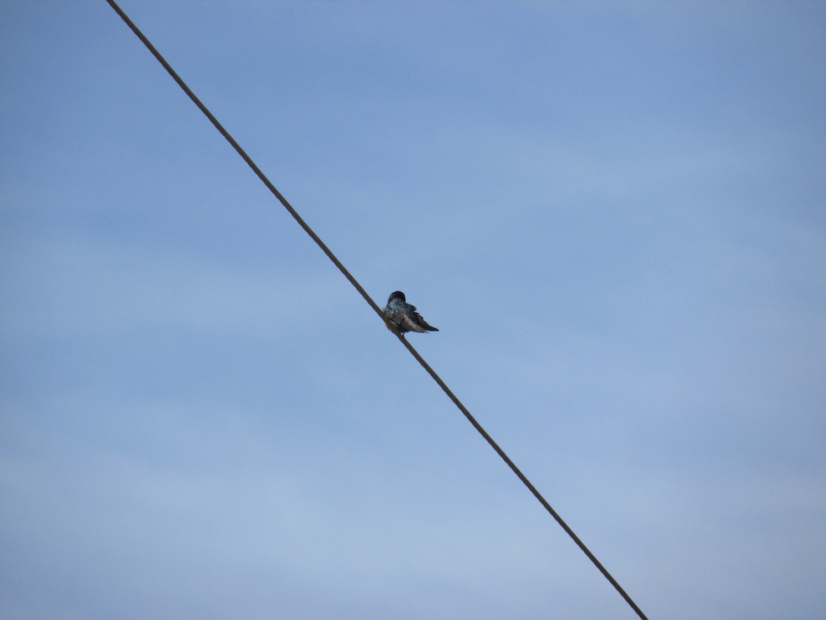 Blue-and-white Swallow - karen  garcia
