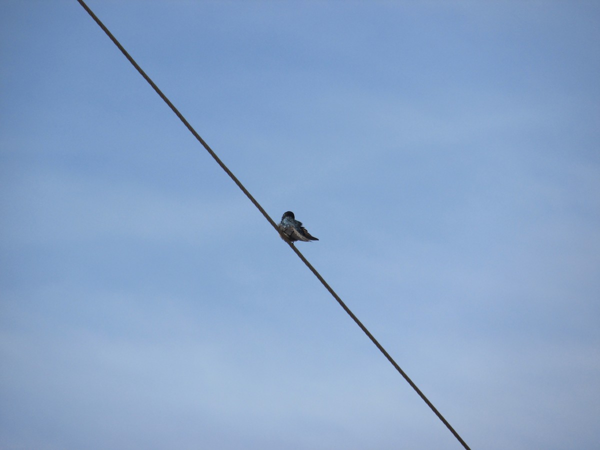 Golondrina Barranquera - ML156621301