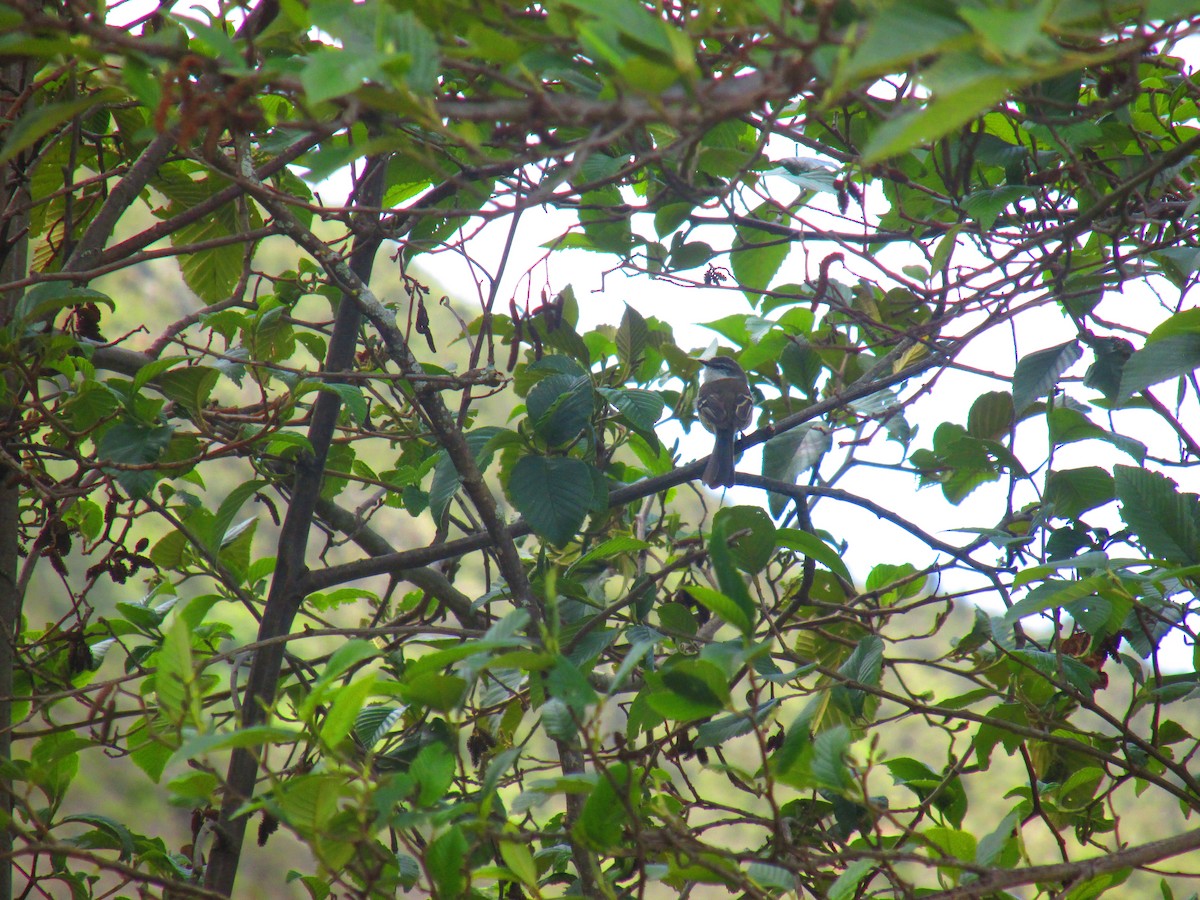 White-throated Tyrannulet - ML156621401