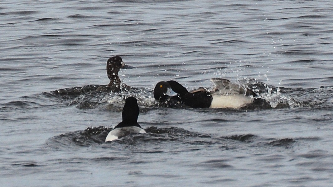 Greater Scaup - ML156621911