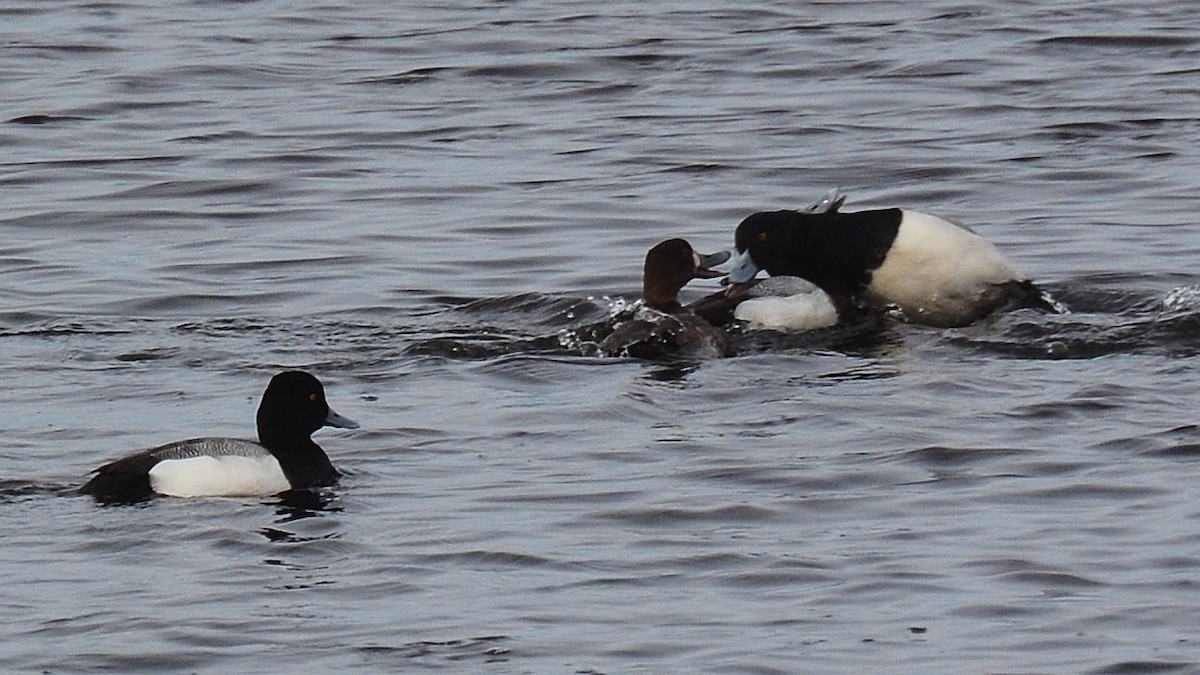 Greater Scaup - ML156621941