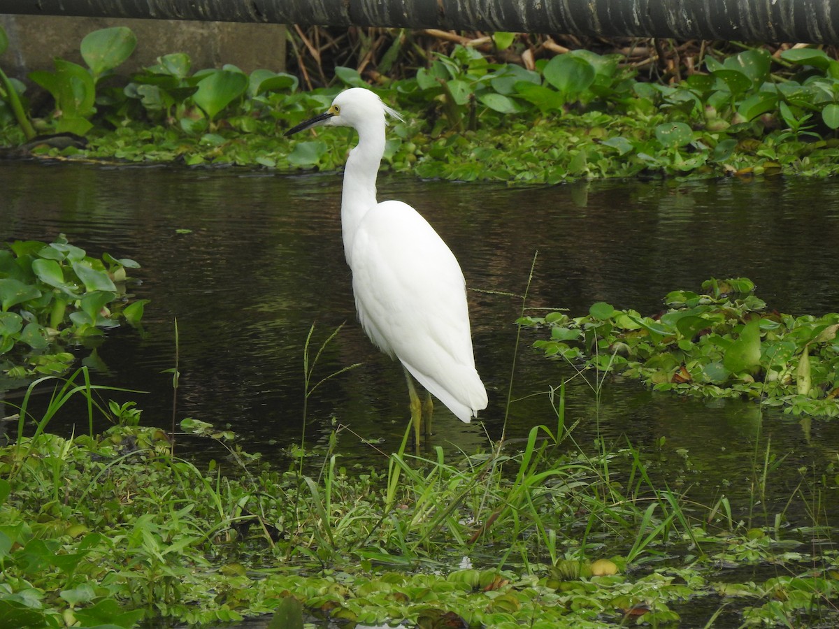 Snowy Egret - Fabricio Candia