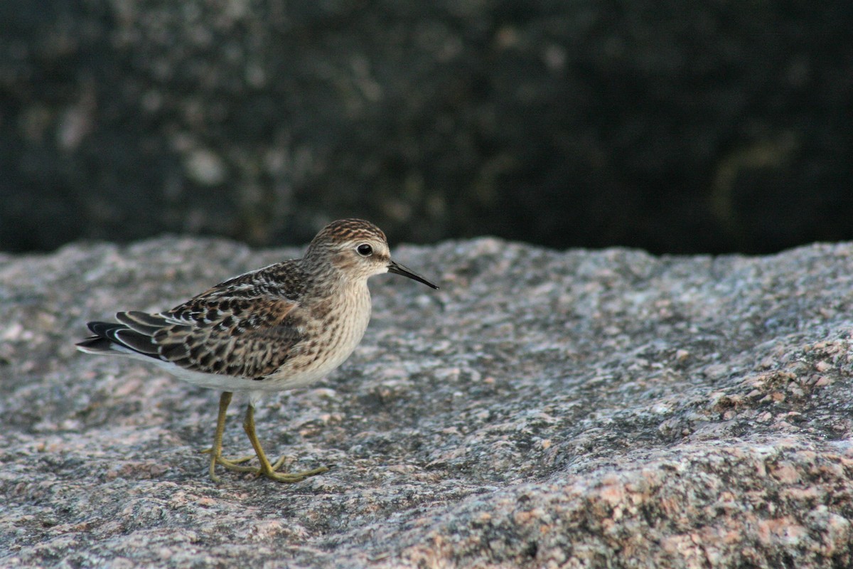 Least Sandpiper - ML156622431