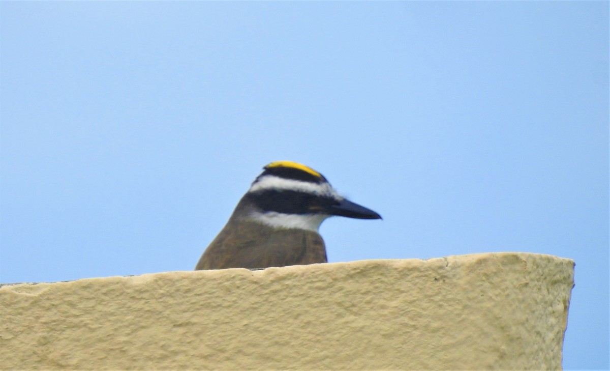 Great Kiskadee - ML156622681