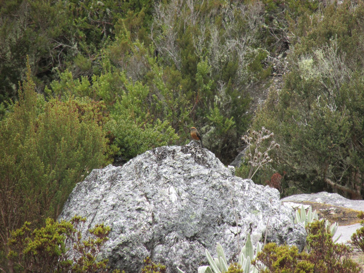 Rufous-browed Chat-Tyrant - ML156622741