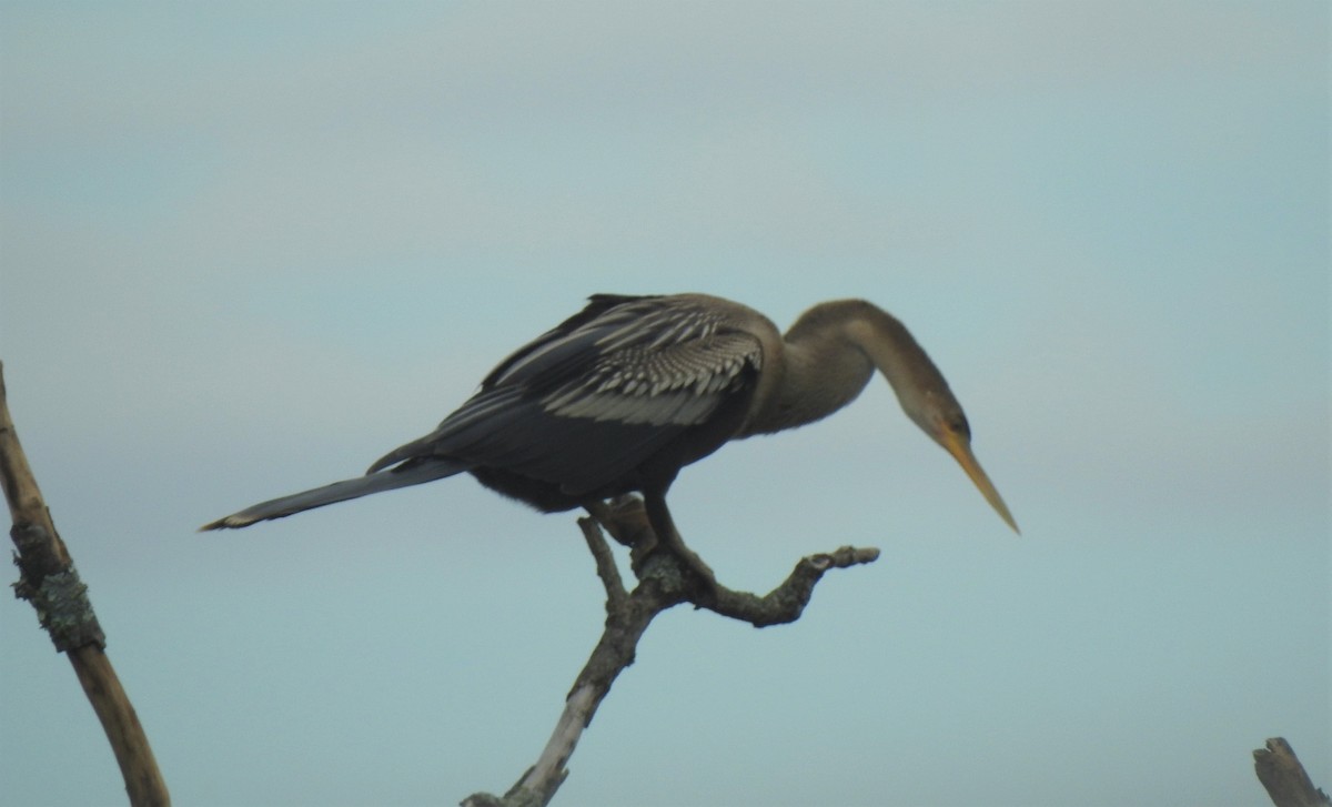 Amerika-Schlangenhalsvogel - ML156623231