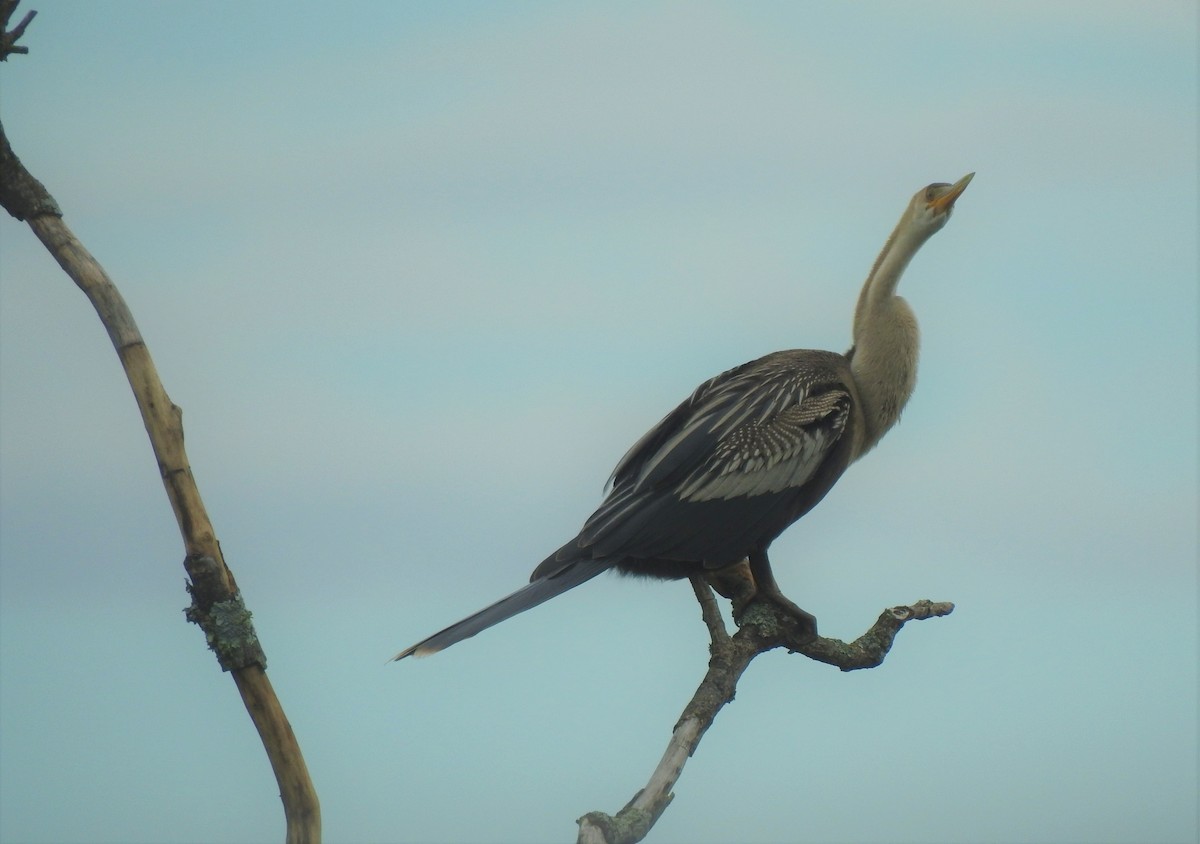 Amerika-Schlangenhalsvogel - ML156623251