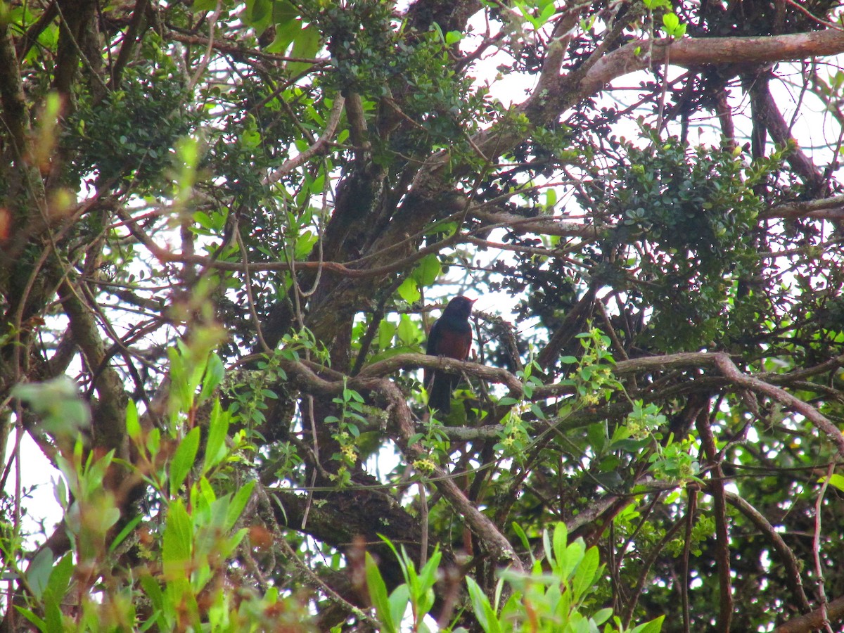 Merida Flowerpiercer - ML156624421