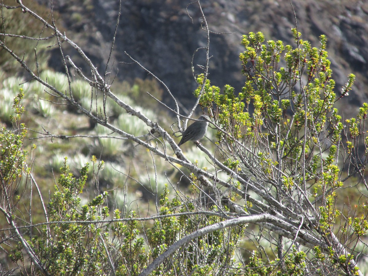 Plumbeous Sierra Finch - ML156624571