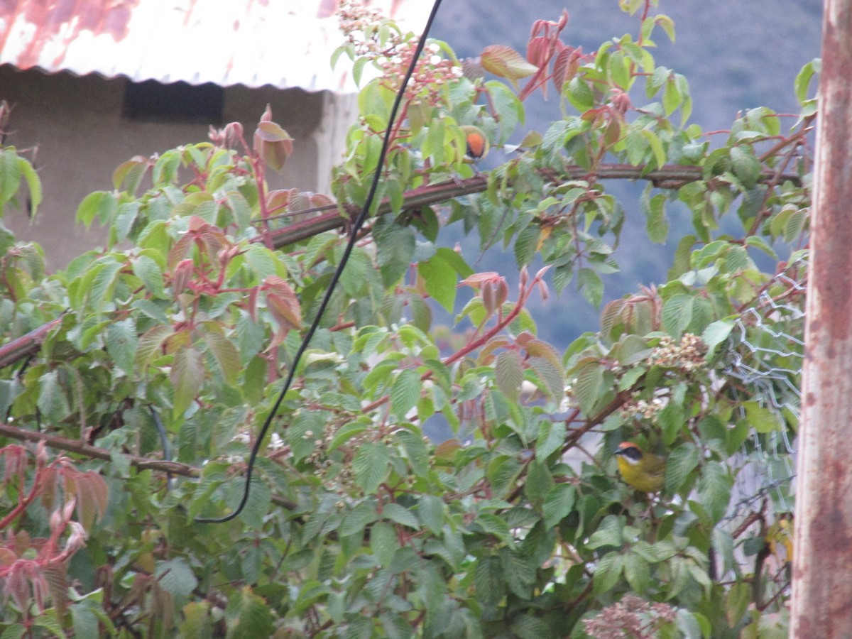 Moustached Brushfinch - ML156625411