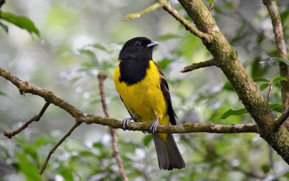 Cotinga Encapuchado - ML156625961