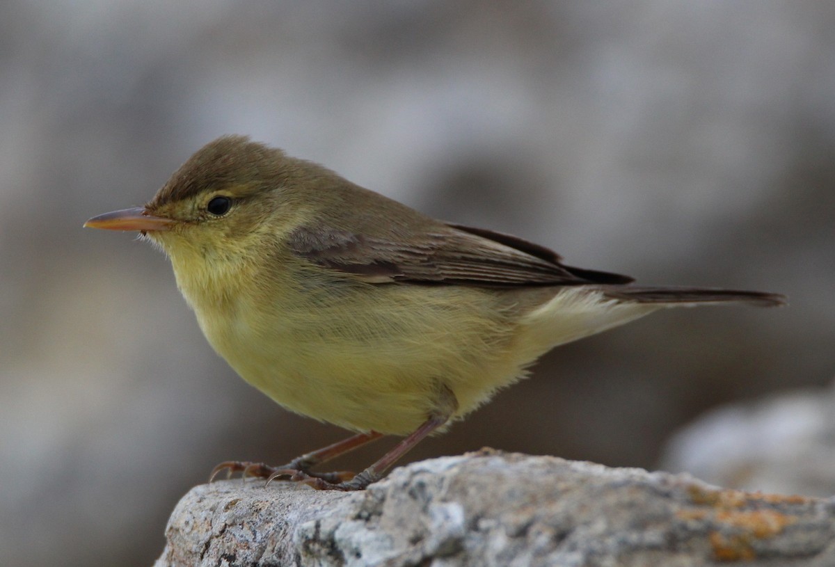 Melodious Warbler - ML156626821